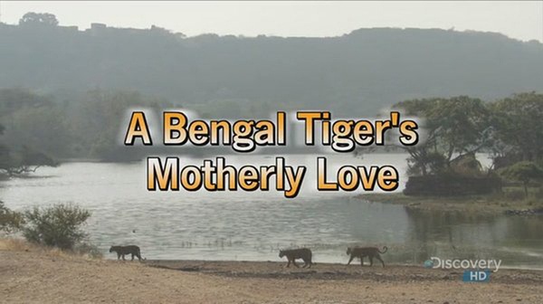 孟加拉虎的母爱 A Bengal Tiger's Motherly Love的海报