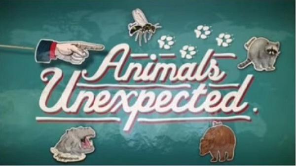 不期而至的动物 Animals Unexpected的海报