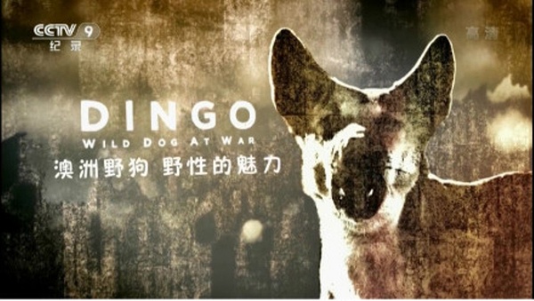 澳洲野狗：野性的魅力 Dingo: Wild Dog at Wa的海报