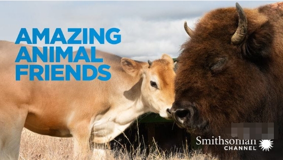 神奇的动物朋友 Amazing Animal Friends的海报