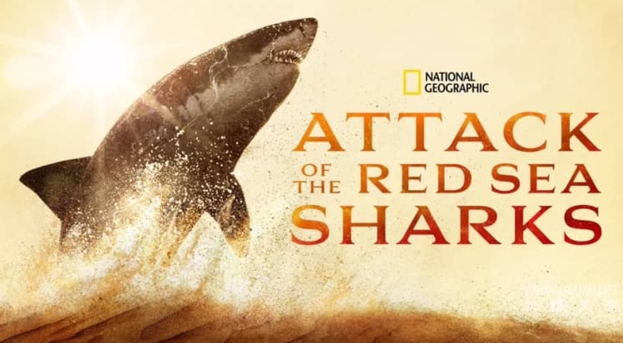 红海鲨鱼袭击 Attack of the Red Sea Sharks的海报