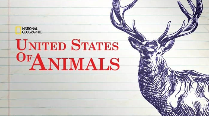 美国动物百科 United States of Animals的海报