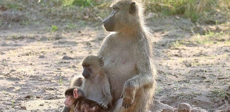 狒狒成长日记 The Clan of the Baby Baboon 2018的海报