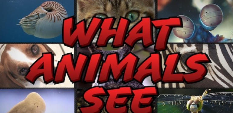 动物视界 What Animals See的海报