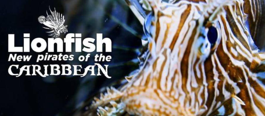 狮子鱼：加勒比海新海盗 Lionfish: New Pirates of the Caribbean的海报