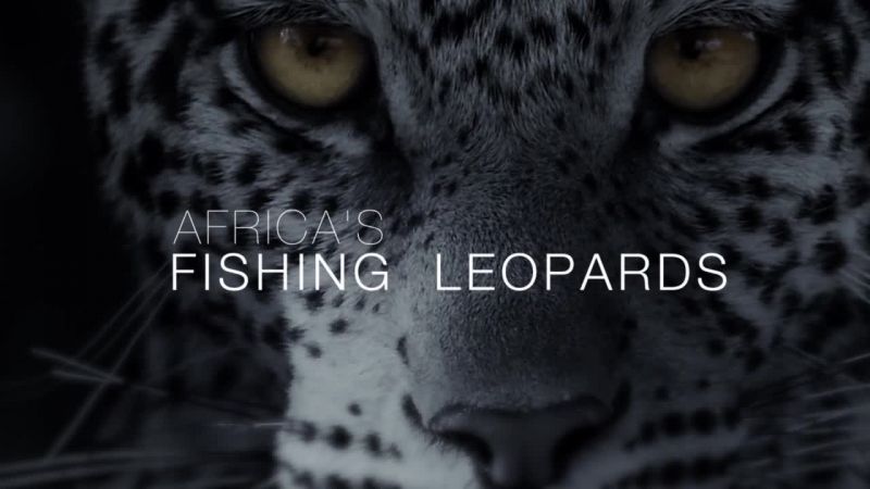 非洲钓鱼豹 Africa's Fishing Leopards的海报
