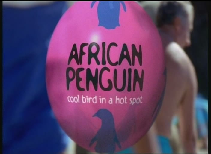 非洲企鹅 African Penguin的海报