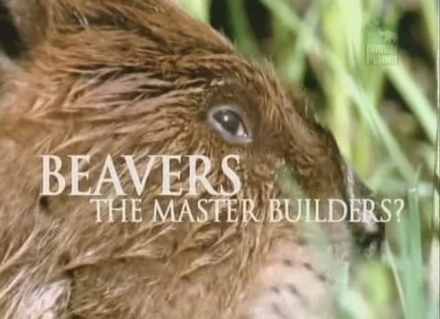 海狸 - 建筑大师 Beavers - The Master Builders的海报