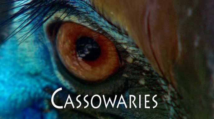鹤鸵 Cassowaries的海报