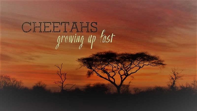 小猎豹快长大 Cheetahs: Growing Up Fast的海报