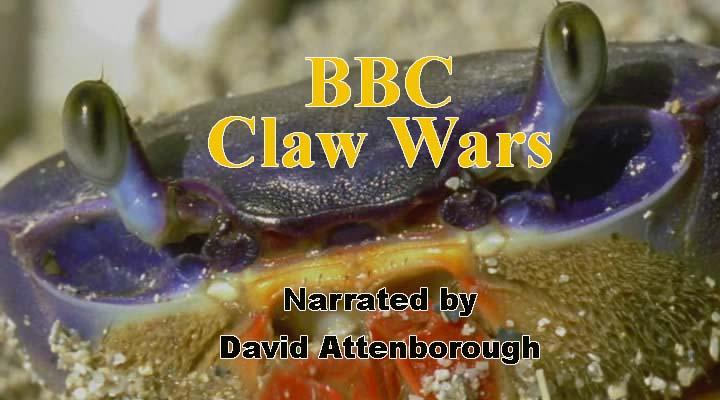 螃蟹：爪战 Crabs: Claw Wars的海报