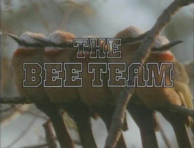 食蜂鸟的社会 The Bee-Team的海报
