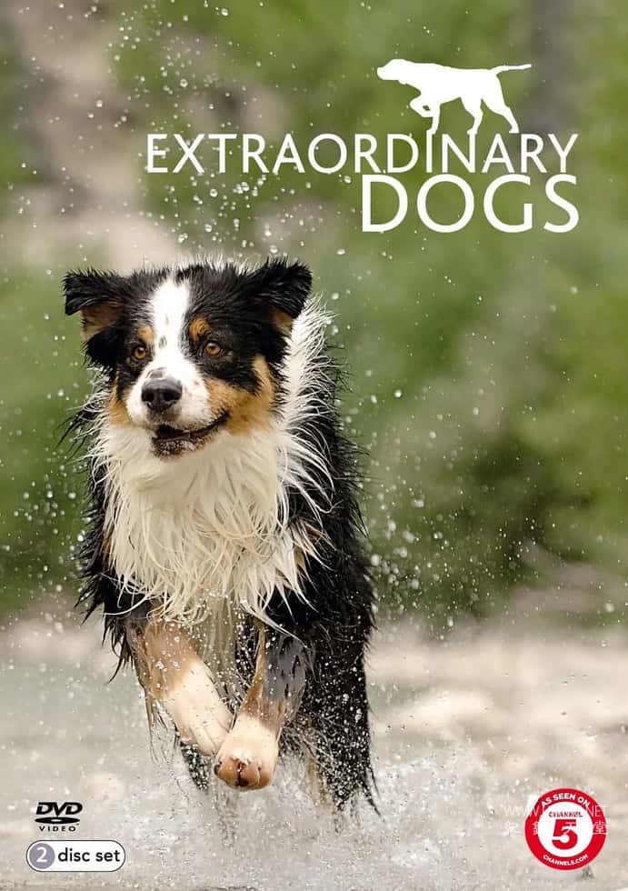 非凡的狗儿 Extraordinary Dogs的海报