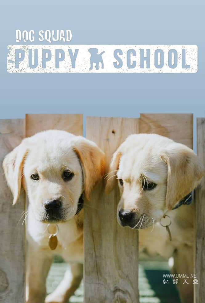 狗狗学校 Dog School的海报