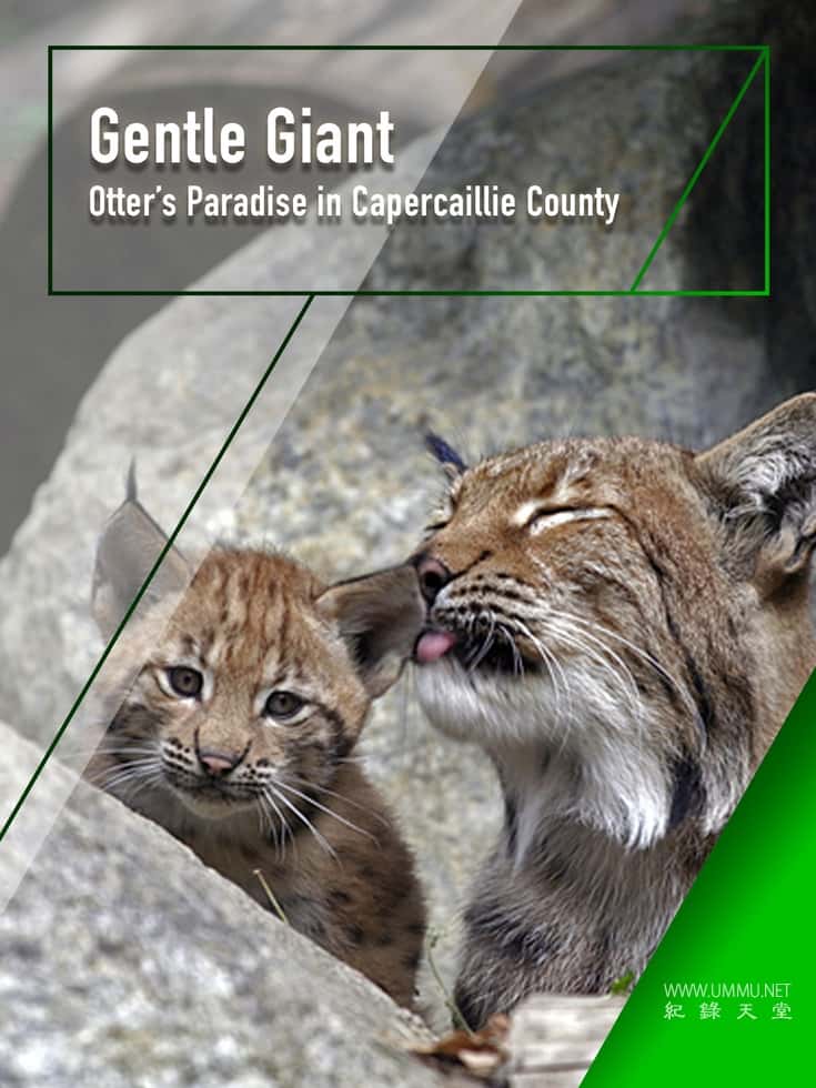 温柔的巨人 Gentle Giant的海报