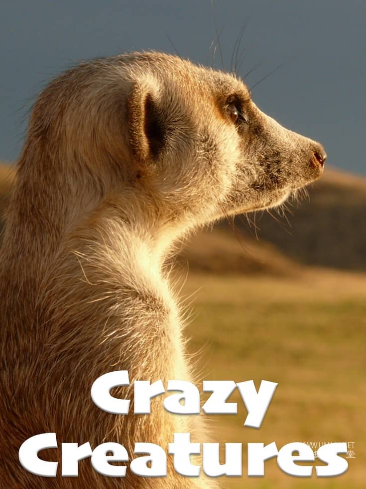 疯狂的生物 Crazy Creatures的海报