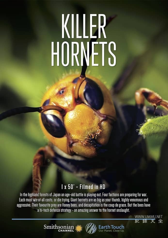 大黄蜂杀手 The Killer Hornets的海报