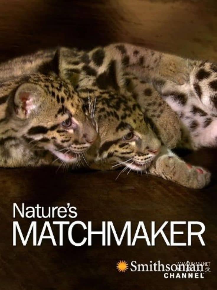 自然界的媒人 Nature's Matchmaker的海报