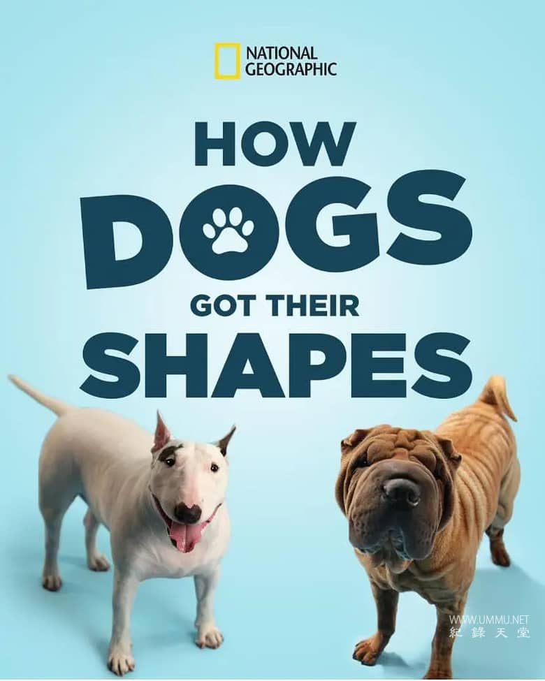 狗狗体型之谜 How Dogs Got Their Shapes的海报