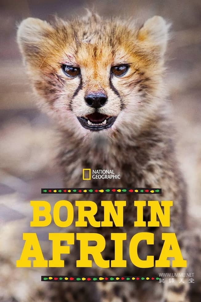 非洲原野育成记 Born In Africa的海报
