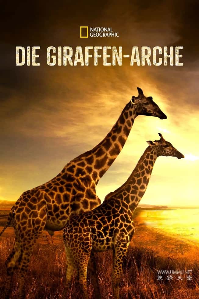 营救长颈鹿之漫漫归途 Saving Giraffes: The Long Journey Home的海报