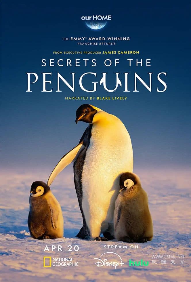 企鹅之谜 Secrets of the Penguins的海报