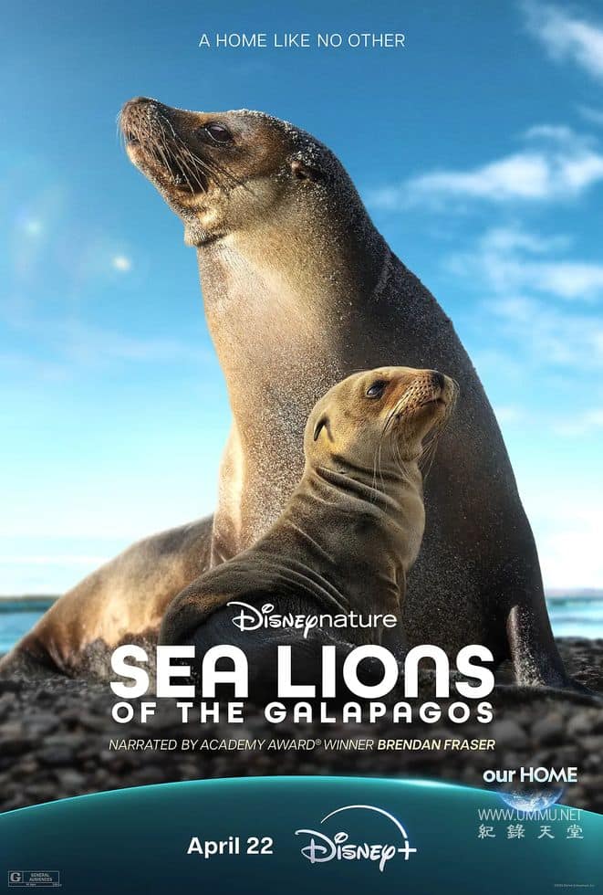 海狮利奥环岛记 Sea Lions of the Galápagos的海报