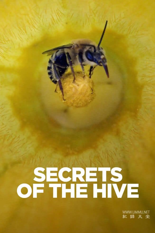 蜂巢的秘密 Secrets of the Hive的海报