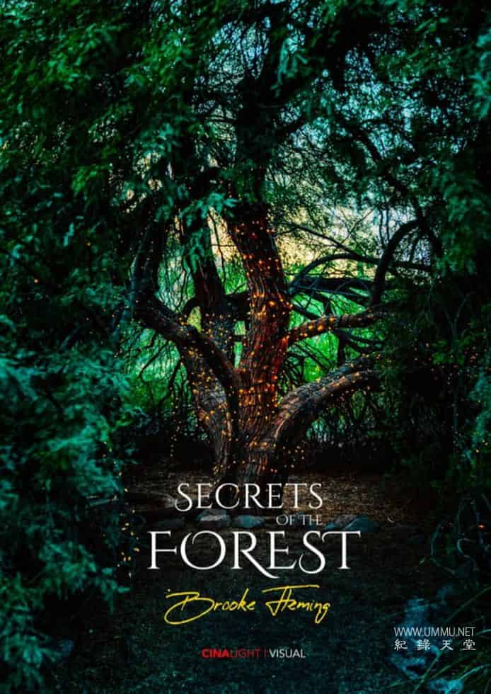 森林的秘密 Secrets of the Forest的海报