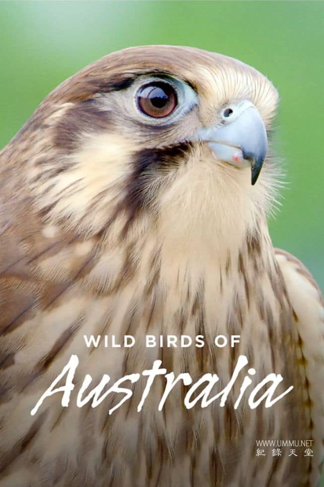 澳洲野鸟 Wild Birds of Australia的海报