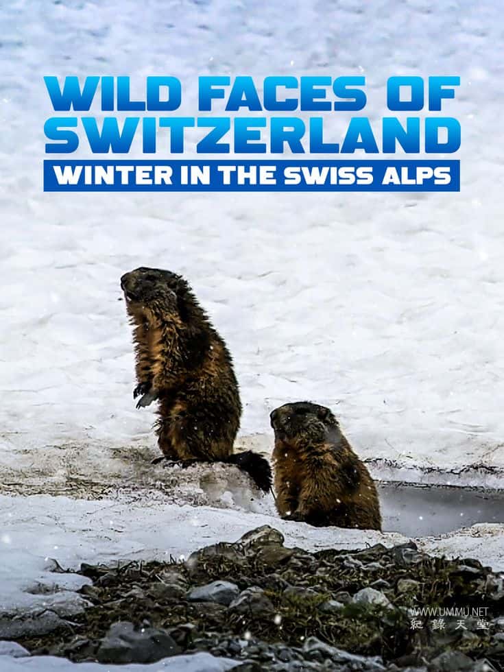 瑞士的野生面貌 Wild Faces of Switzerland的海报