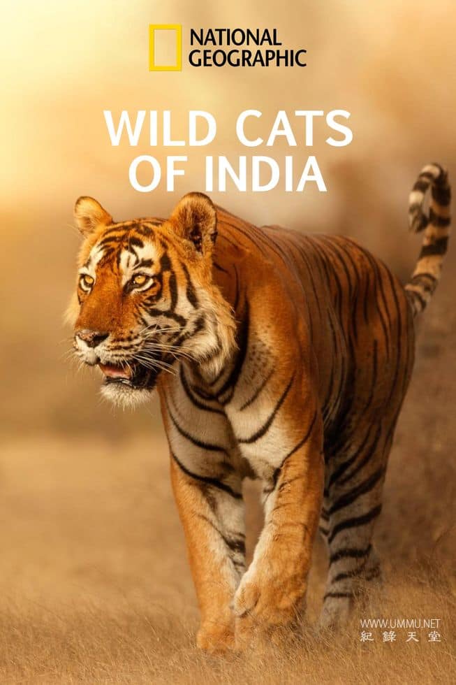 印度狂野大猫 Wild Cats of India的海报