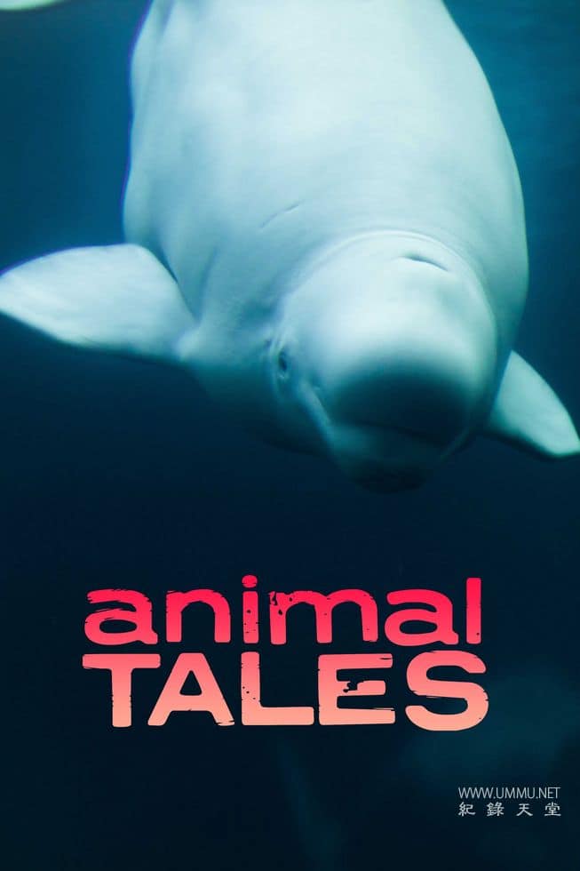 动物故事 Animal Tales的海报