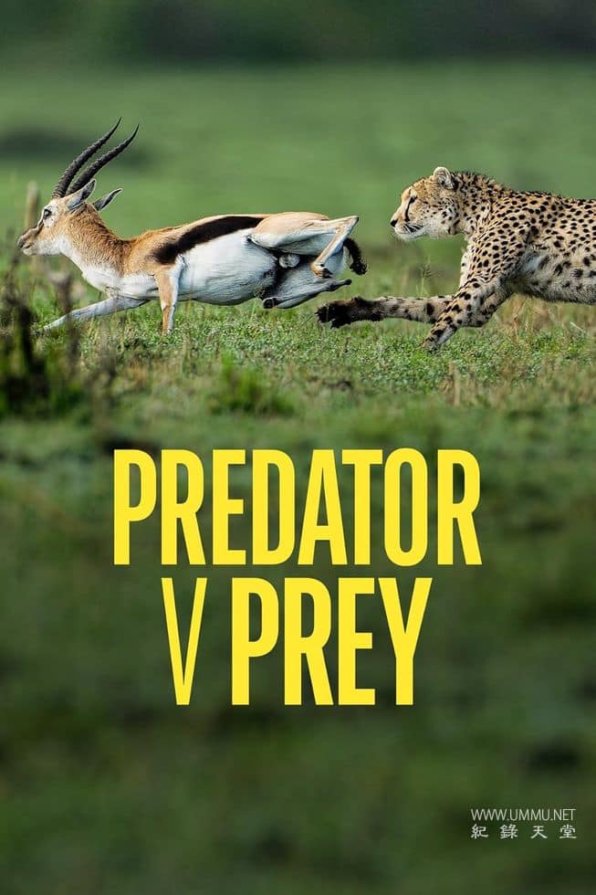 掠食者联盟 Predator v Prey的海报