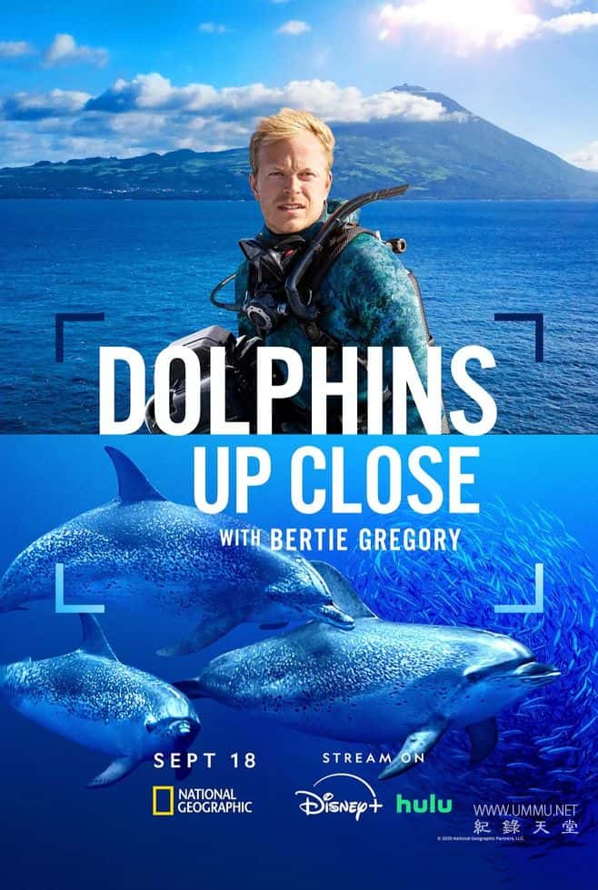 摄影师贝尔蒂与海豚零距离 Dolphins Up Close with Bertie Gregory的海报