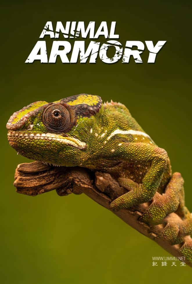 动物军火库 Animal Armory的海报