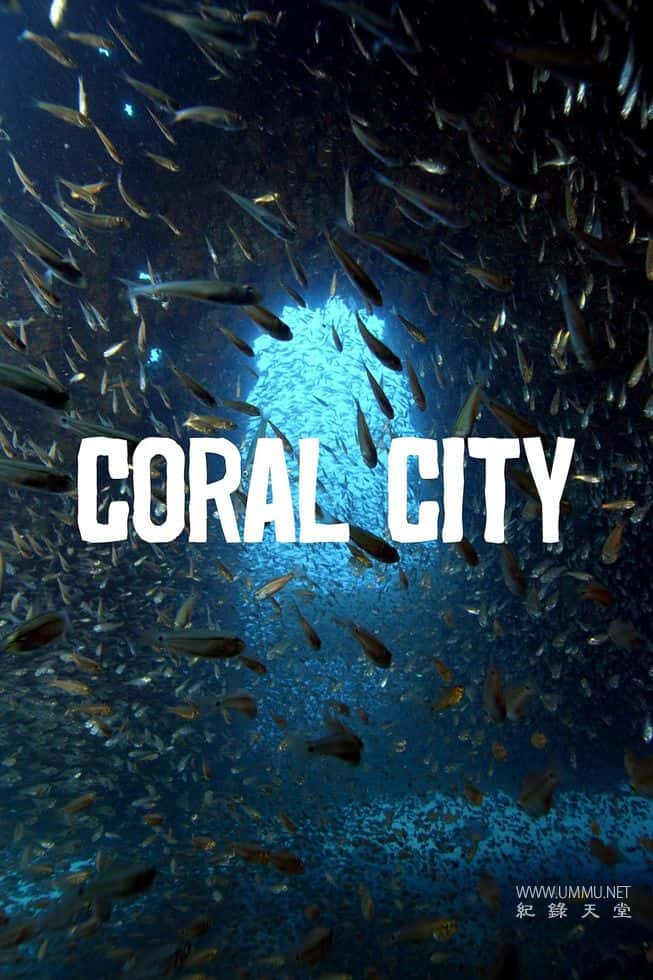 珊瑚之城 Coral City的海报