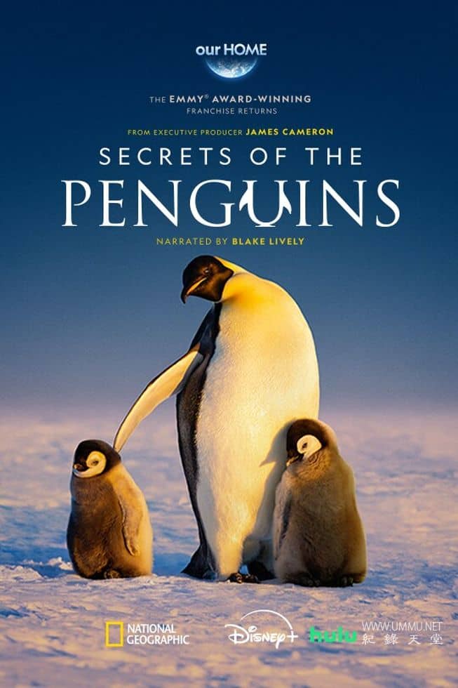 企鹅秘境 Secrets of the Penguins的海报