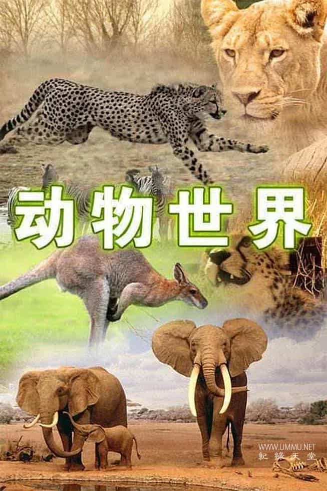 动物世界(赵忠祥版) 共107集 Animal World的海报