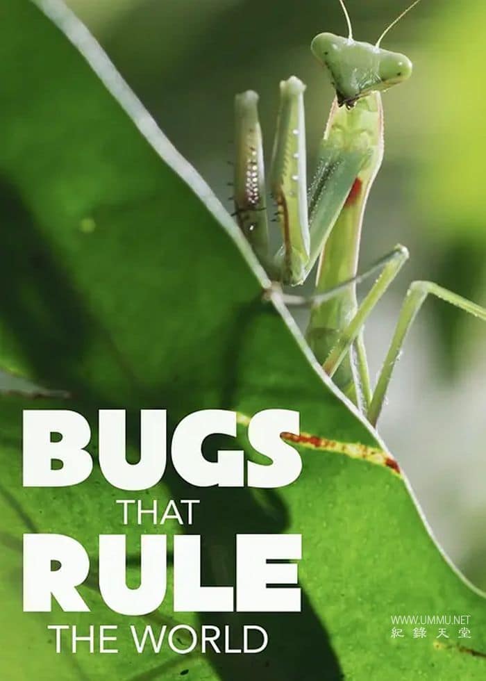 虫临天下 Bugs That Rule the World的海报