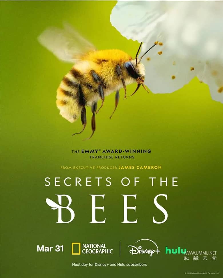 蜜蜂的秘密 Secrets of the Bees的海报
