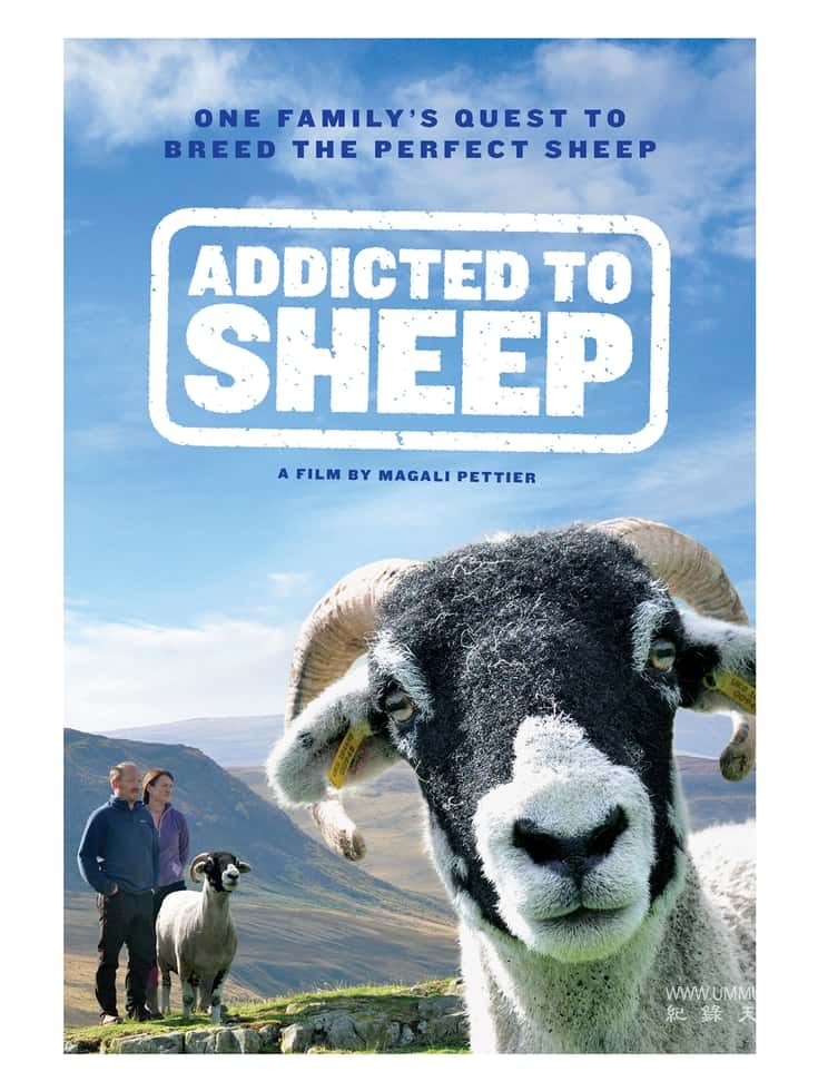 牧羊成痴 Addicted to Sheep的海报