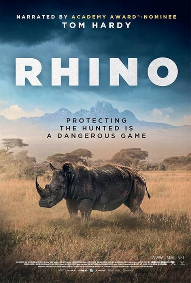 犀牛 Rhino的海报