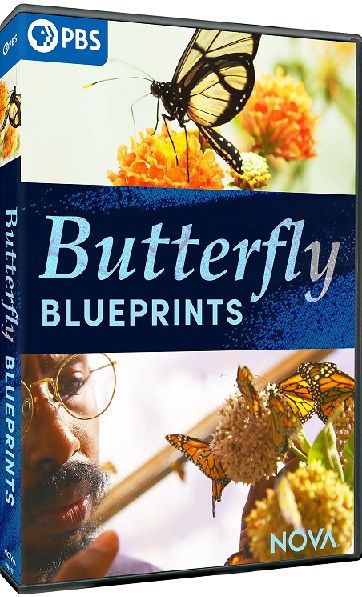 蝴蝶蓝图 NOVA Series 48: Butterfly Blueprints的海报