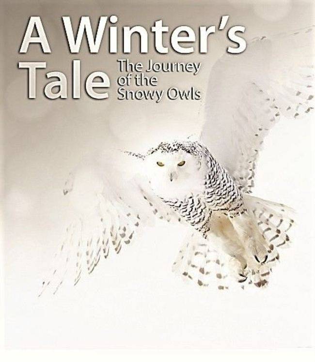 冬日传说—雪鸮的旅程 A Winter's Tale The Journey Of The Snowy Owls的海报