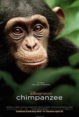 黑猩猩 Chimpanzee的海报