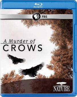 乌鸦 Nature: A Murder of Crows的海报