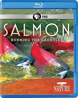鲑鱼：历尽艰辛 Salmon: Running the Gauntlet的海报