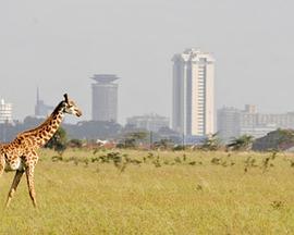 野性内罗毕 Wildes Nairobi - Wo Leoparden durch Gärten schleichen的海报