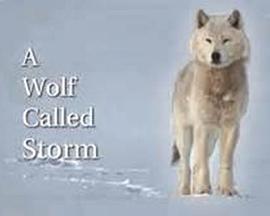自然世界：狼之风暴 The Natural World: A Wolf Called Storm的海报